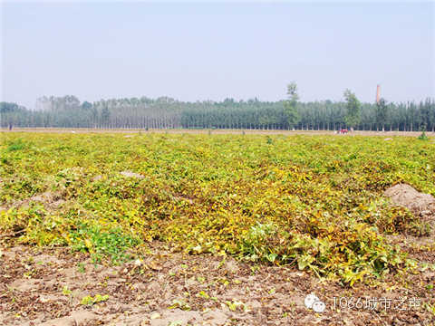 一望無際的山藥基地。據(jù)說，一季山藥后，土地需要五年才能恢復(fù)。