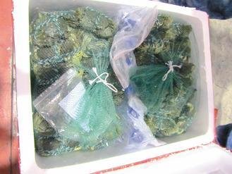  大陸進(jìn)口大閘蟹被檢出禁用的動(dòng)物用藥，已全數(shù)銷毀。 圖片來(lái)源：臺(tái)灣《聯(lián)合報(bào)》