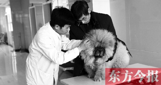 在一家大型寵物醫(yī)院里，生病的狗狗正在接受治療
