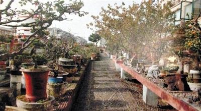 劉光嘉出示博物館內(nèi)部圖片中，擺放著各種盆景。