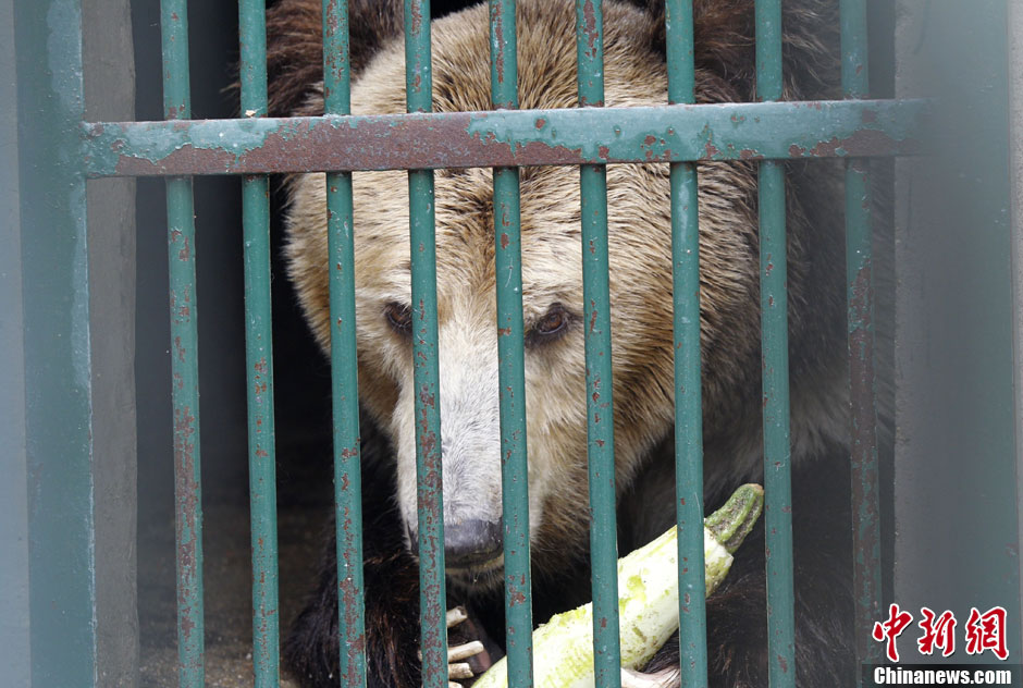 6月19日，河南鄭州，新密市動物園咬死飼養(yǎng)員的肇事棕熊被暫押在鄭州動物園內(nèi)，該熊“臥室”周圍被三重鋼