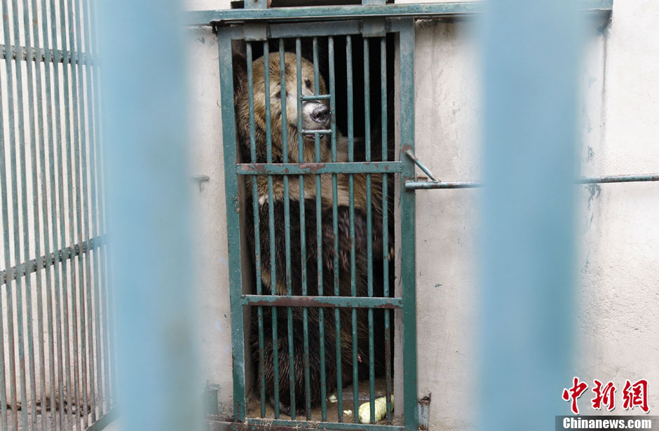 6月19日，河南鄭州，新密市動物園咬死飼養(yǎng)員的肇事棕熊被暫押在鄭州動物園內(nèi)，該熊“臥室”周圍被三重鋼