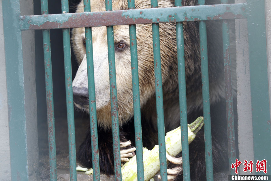 6月19日，河南鄭州，新密市動物園咬死飼養(yǎng)員的肇事棕熊被暫押在鄭州動物園內(nèi)，該熊“臥室”周圍被三重鋼