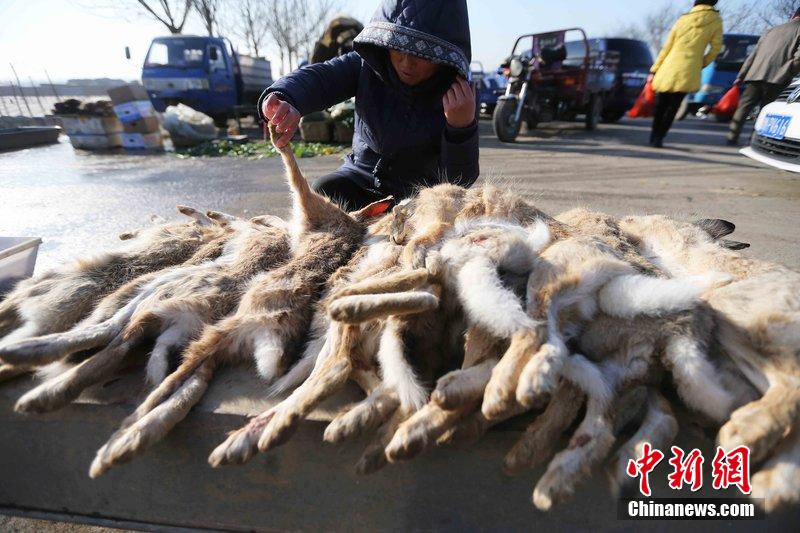 圖為12月14日，104國道靜?？h城附近，家養(yǎng)的大雁和野鴨被擺在一起售賣。田寶希 攝 圖片來源：CF