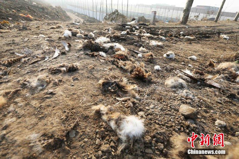 圖為12月1日，104國道靜?？h城附近，野兔的皮毛內(nèi)臟等殘留物散落一地，寒風(fēng)中飄著一股刺鼻的酸臭味。