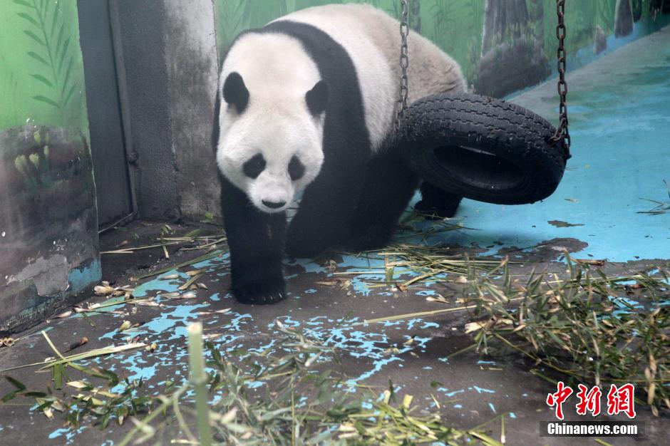 　3月17日，河南鄭州動物園內(nèi)的大熊貓“龍昇”。