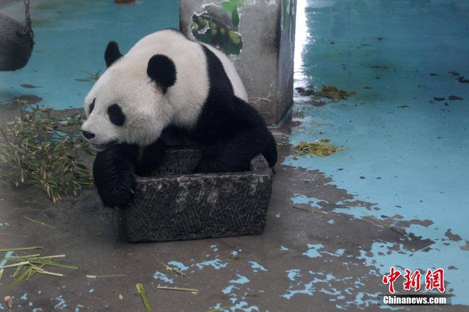 3月17日，河南鄭州動物園內(nèi)的大熊貓“龍昇”。