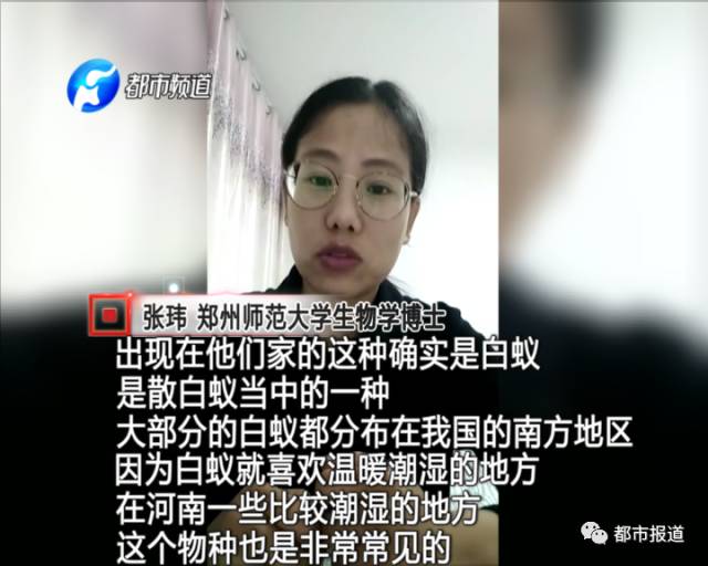 蟻族大軍入侵！十幾萬裝修的新家被“吃掉”