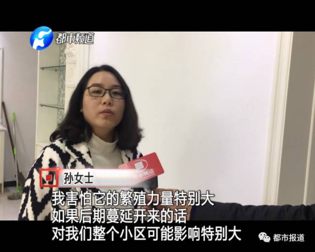 蟻族大軍入侵！十幾萬裝修的新家被“吃掉”