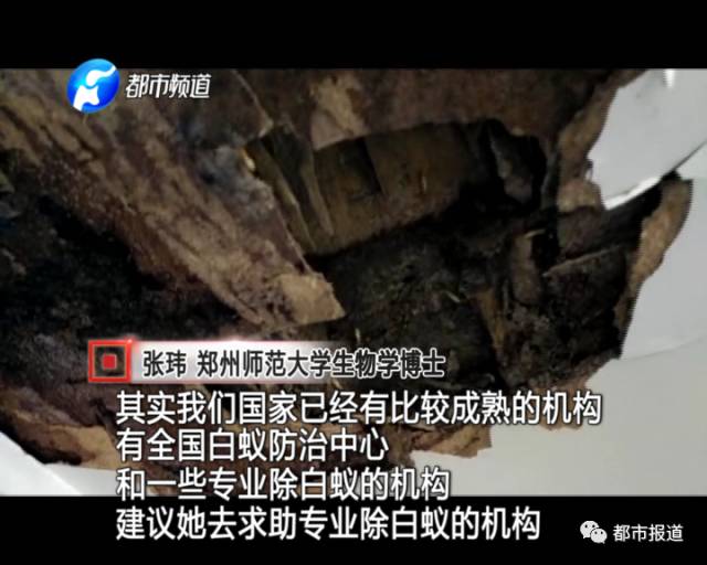 蟻族大軍入侵！十幾萬裝修的新家被“吃掉”