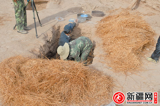 考古人員正在清理麥稈。（圖由中國科學(xué)院人文學(xué)院科技室與科技考古系提供）