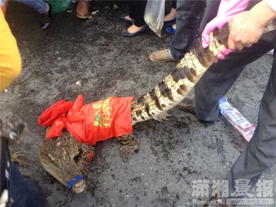 車(chē)上的鱷魚(yú)爬上路面。記者 向帥