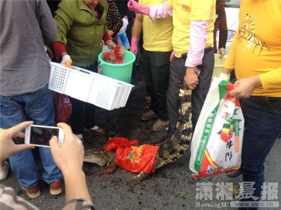 鱷魚(yú)被車(chē)主抓到。