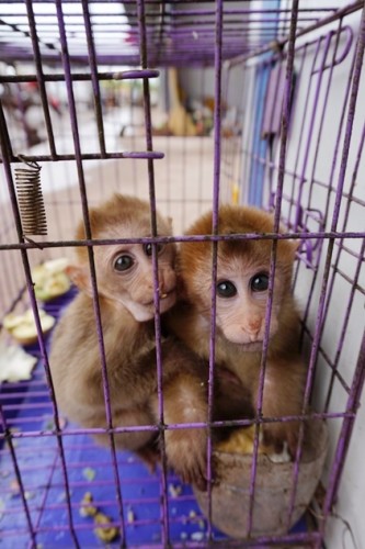 獼猴、麂子、白鷴、果子貍、豪豬、豺狗、熊、竹鼠等國家保護(hù)野生動(dòng)物或?yàn)l危物種，在此成為各路食客的盤中餐