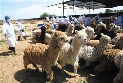 昨日，由智利進口的946頭羊駝，被運抵大興一動物檢疫隔離場進行檢驗檢疫。記者 王貴彬 攝