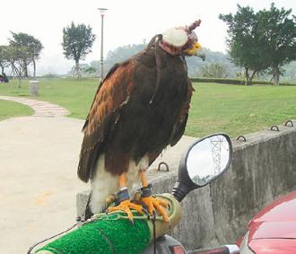 闖禍的老鷹則被主人戴上頭套，以鐵鏈鎖在摩托車的車頭上“罰站”/臺(tái)灣《聯(lián)合報(bào)》圖