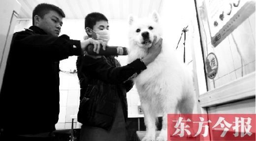 昨天，鄭州城管首次進(jìn)寵物店清查無(wú)證犬只
