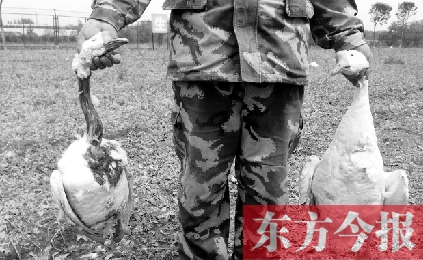 濟源一山間農(nóng)場遭襲，死傷200多只大鵝