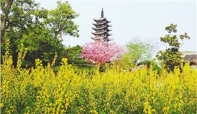 綠博園盛開(kāi)的鮮花“期待”和市民“約會(huì)”。