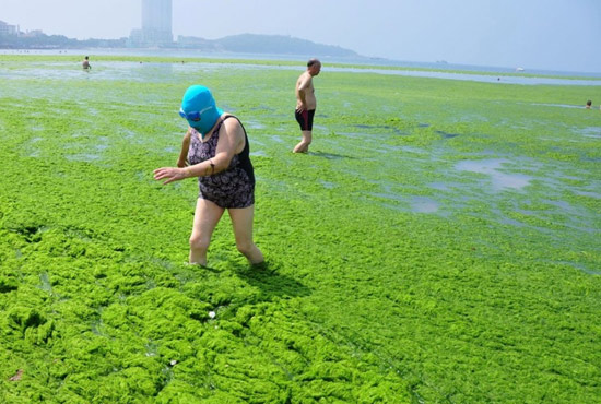 2013年7月3日，山東青島青島高溫來襲，“青島大媽”不懼滸苔，戴著“強盜面具”出現(xiàn)在海水浴場消暑降