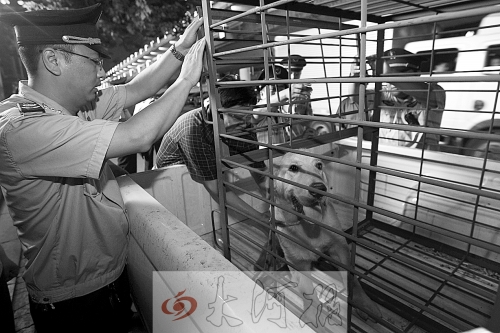 相關部門將加強管理，今年12月起烈性犬一律沒收。 （資料圖）