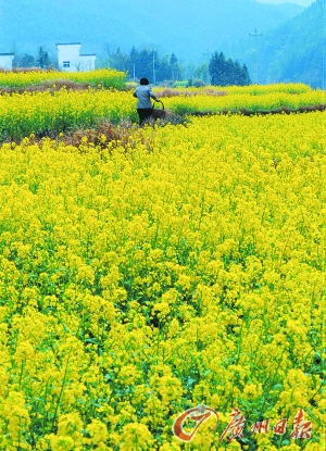 　　江嶺的油菜花已經(jīng)盛開。