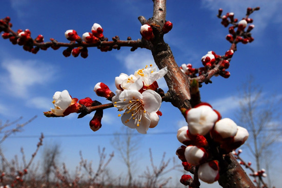 河南賞杏花:春色滿(mǎn)園關(guān)不住 一枝紅杏出墻來(lái)