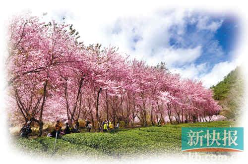 　　■臺(tái)灣武陵農(nóng)場的櫻花