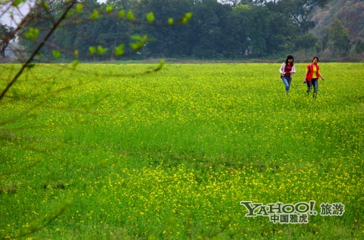 　　英德國(guó)家森林公園是廣東唯一的油菜花主題旅游景區(qū)。(圖片來(lái)源:CFP)
