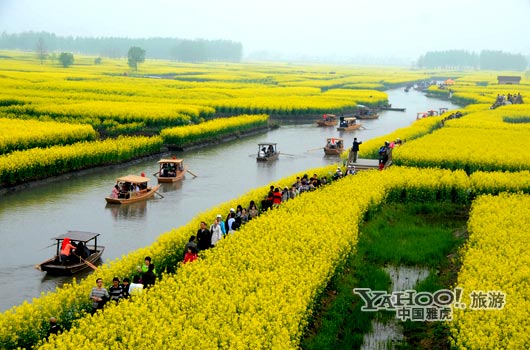 　　興化的油菜花最讓人心醉,因?yàn)闆](méi)有一個(gè)地方能把油菜花和水景結(jié)合得如此到位。(圖片來(lái)源:CFP)