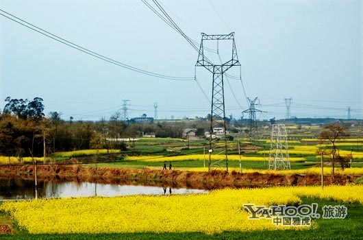 　　三月是川西平原油菜花盛開(kāi)的季節(jié)。(圖片來(lái)源:CFP)
