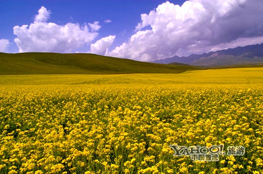 　　青海門源的油菜花景色甚為壯觀,十足的西部風(fēng)味。(圖片來(lái)源:CFP)