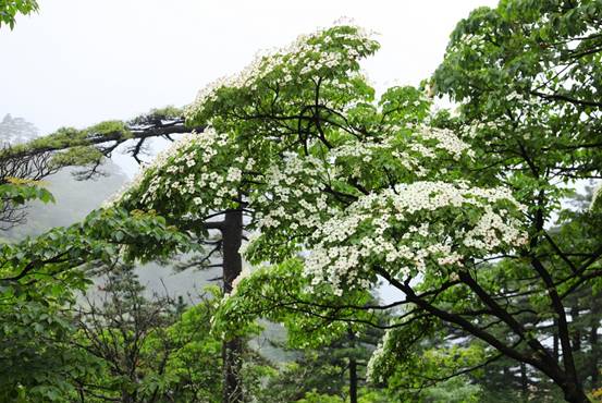 四照花開(kāi)滿(mǎn)樹(shù),賞花正當(dāng)時(shí)