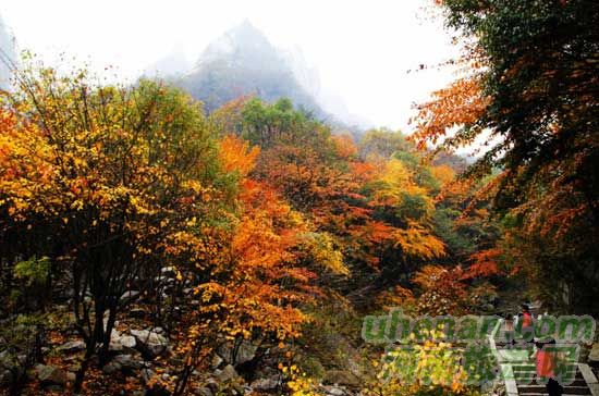 深秋去堯山賞紅葉、泡溫泉、拜大佛
