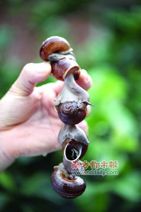 廣西的野生蝸牛追求原汁原味，做法也非常精簡(jiǎn)。