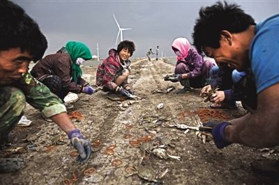 大雨將至，渤海邊的蟹池旁，蟹農(nóng)們不慌不忙地收綁梭子蟹。
