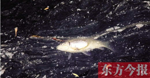五月九日，鄭州帝湖，漂在黑色的湖面上的死魚