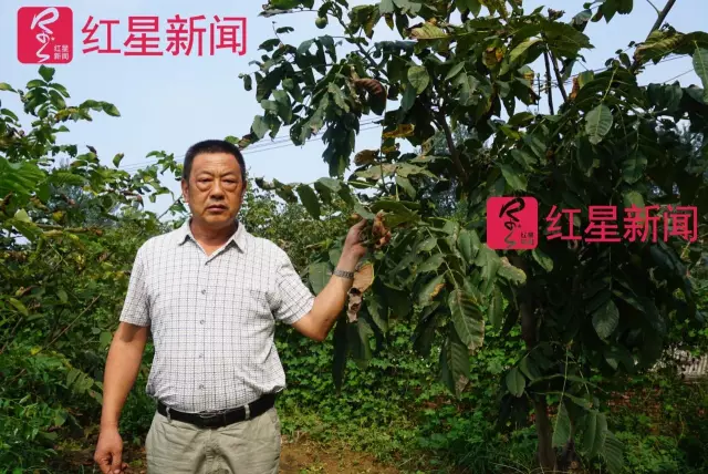 文玩核桃遇冷由幾萬一對(duì)降到5元沒人要？商戶否認(rèn)