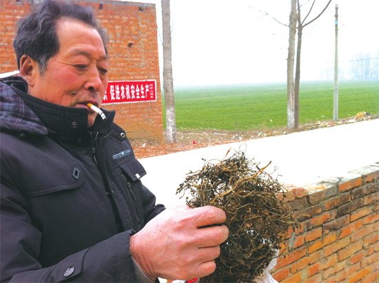 邢瑞亭向記者展示晾曬后的水芹菜，如今這種野菜也成為農(nóng)民餐桌上的香餑餑