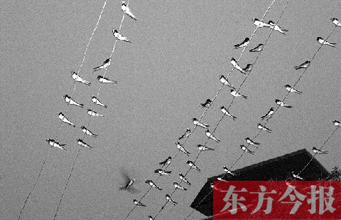 濟(jì)源市克井鎮(zhèn)苗莊村一戶農(nóng)家的晾衣繩上，上百只燕子來做客