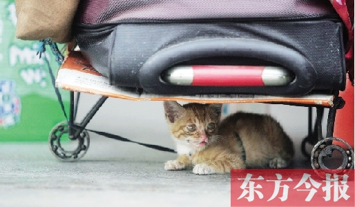 昨日，鄭州火車(chē)站廣場(chǎng)。一只小貓鉆到了行李下躲避烈日
