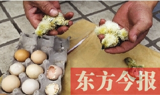 昨天上午，鄭州市紫東苑小區(qū)一住戶家的烏雞蛋竟然孵出了小雞