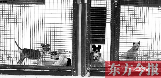 被主人遺棄的小狗暫時(shí)寄居在鄭州市犬只收容中心內(nèi)，如果沒(méi)有人來(lái)認(rèn)領(lǐng)，他們將被處以安樂(lè)死