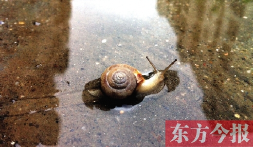 堵車俺不怕，就怕發(fā)大水，這不，一大早蹚水過(guò)街，現(xiàn)在已經(jīng)是下午了，俺還在馬路中間呢