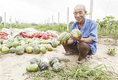 種的是“三白瓜”，長出來的瓜非常雜，其中最多的是本地甜面瓜，俗稱“一窩猴”