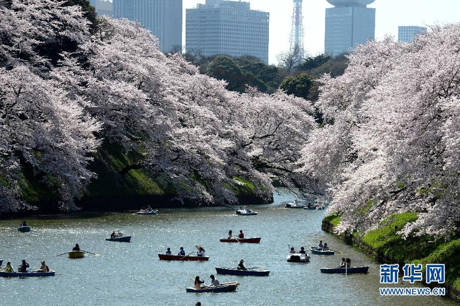 東京迎來(lái)賞櫻高峰