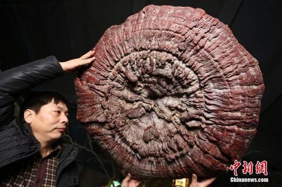 鄭州現(xiàn)巨型靈芝 最大直徑1.5米生長(zhǎng)年份超過200年