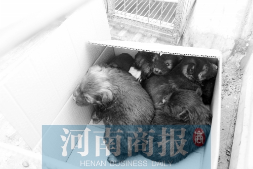 一家只能養(yǎng)一只狗，多余的被暫扣
