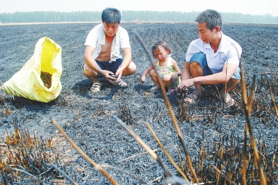 　村民為挽回一點(diǎn)損失，只得撿拾一些燒焦的麥穗。