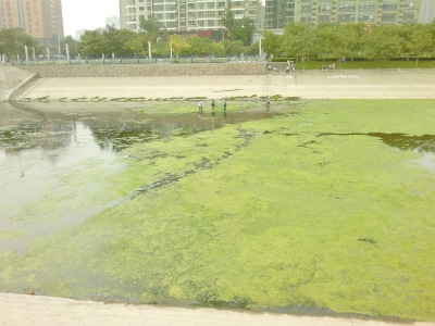 綠藻野蠻生長(zhǎng)，給東風(fēng)渠的水質(zhì)，帶來(lái)極大威脅。